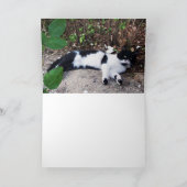 SCHWARZ UND WEISS TÜRKISCHER KATZPIERO KARTE (Innenseite)