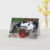 SCHWARZ UND WEISS TÜRKISCHER KATZPIERO KARTE (Gelbe Blume)