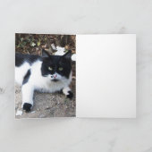 SCHWARZ UND WEISS TÜRKISCHER KATZPIERO KARTE (Innenseite)