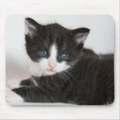 Schwarz und Weiß Tuxedo Kitten Mousepad (Vorne)
