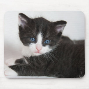 Schwarz und Weiß Tuxedo Kitten Mousepad