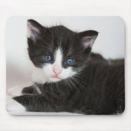 Schwarz und Weiß Tuxedo Kitten Mousepad (Vorne)