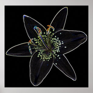 Schwarz-Velvet-Lily-Poster Poster