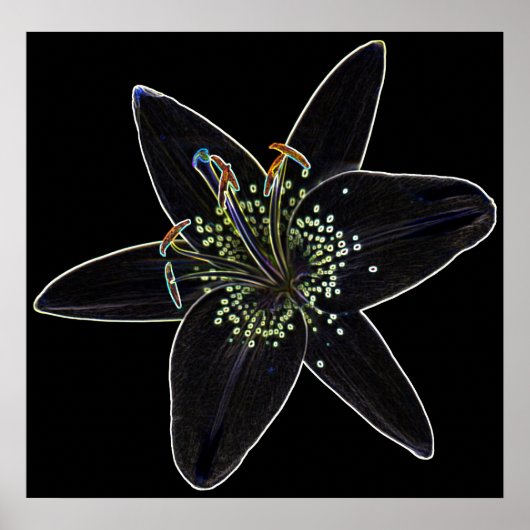 Schwarz-Velvet-Lily-Poster Poster (Vorne)