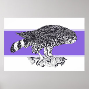 Schwarz-Weiß-Abbildung von Sparrow Hawk Poster