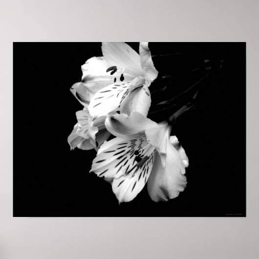 Schwarz-Weiß-Alstroemeria Liposter Poster (Vorne)