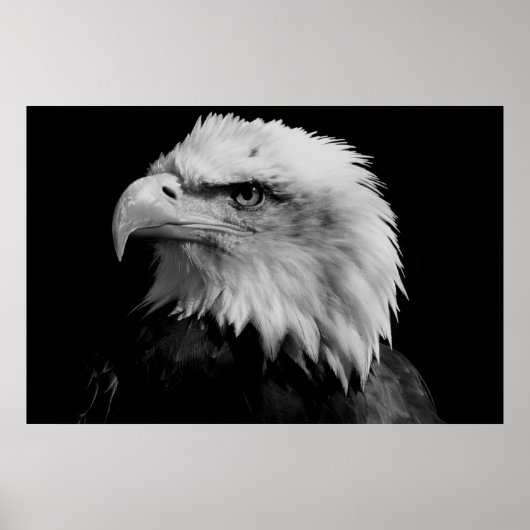 Schwarz-Weiß-Amerikaner-Adler Poster (Vorne)
