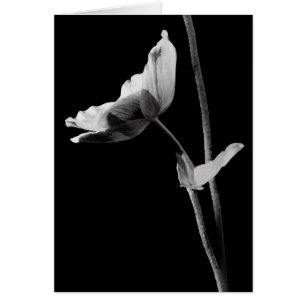 Schwarz-Weiß-Anemone-Karte