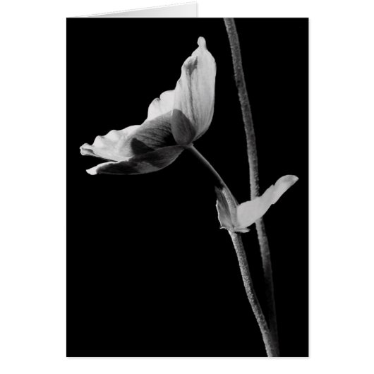 Schwarz-Weiß-Anemone-Karte (Vorne)