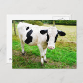 Schwarz-Weiß-Apostrophe S Kuh Postkarte (Vorne/Hinten)