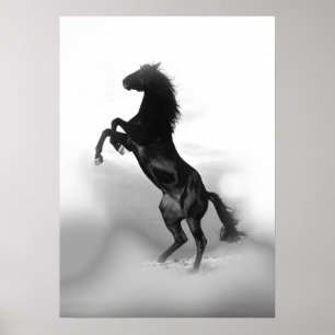 Schwarz Weiß Aufzucht Pferd Poster