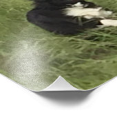 Schwarz-Weiß-Australischer Hirte im Spiel Fotodruck (Ecke)