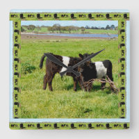 Schwarz-Weiß-Baby-Galloway-Kühe,