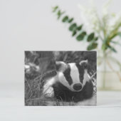 Schwarz-Weiß-Badger Postkarte (Stehend Vorderseite)