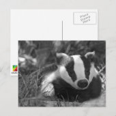 Schwarz-Weiß-Badger Postkarte (Vorne/Hinten)