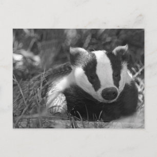 Schwarz-Weiß-Badger Postkarte