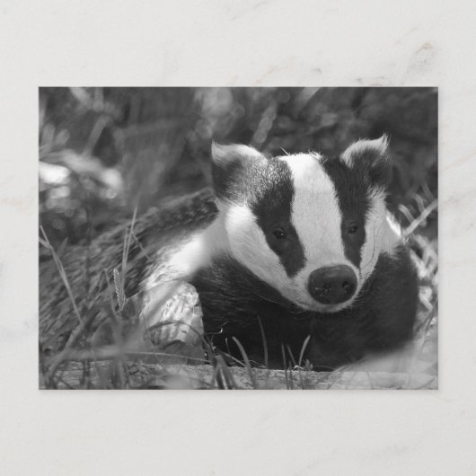Schwarz-Weiß-Badger Postkarte (Vorderseite)