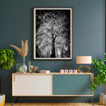 Schwarz-Weiß-Baum FEINE KUNSTFOTOGRAFIE