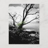 Schwarz-Weiß-Baum mit grünen Reben Postkarte (Vorderseite)