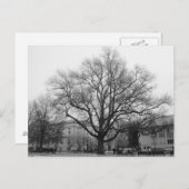 Schwarz-Weiß-Baum Postkarte (Vorne/Hinten)
