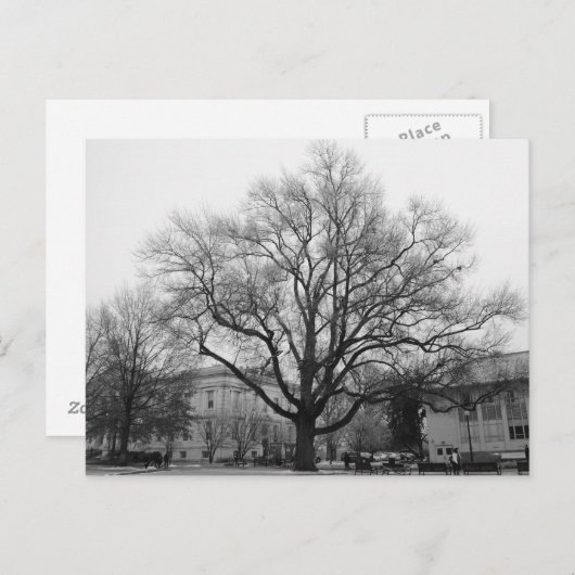 Schwarz-Weiß-Baum Postkarte (Vorne/Hinten)