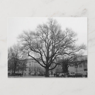 Schwarz-Weiß-Baum Postkarte