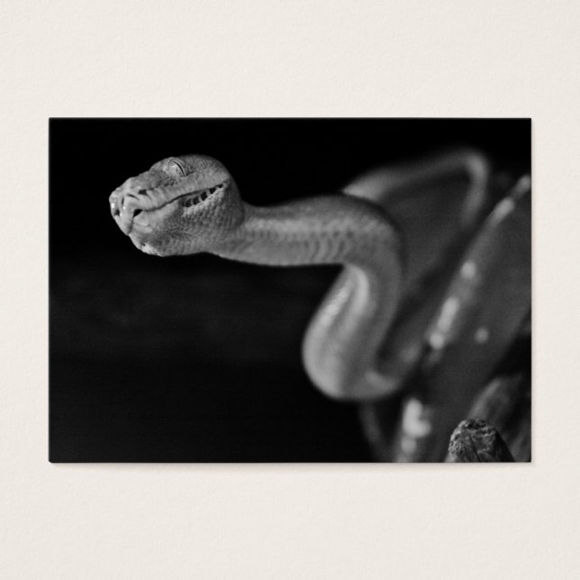 Schwarz-Weiß-Baumboa (Vorderseite)