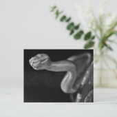 Schwarz-Weiß-Baumboa Postkarte (Stehend Vorderseite)