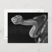 Schwarz-Weiß-Baumboa Postkarte (Vorne/Hinten)