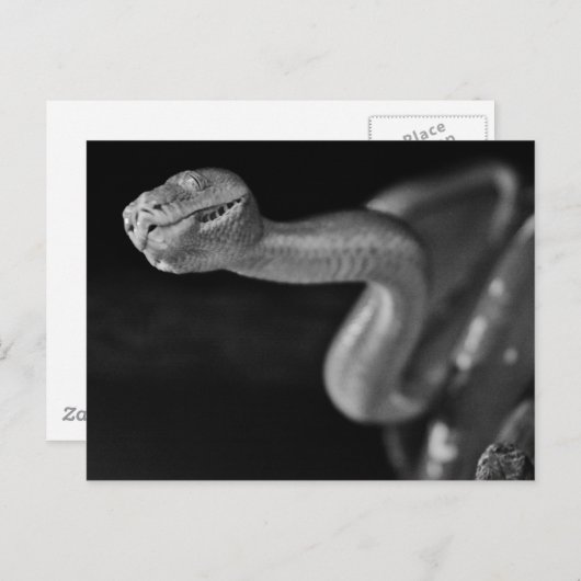 Schwarz-Weiß-Baumboa Postkarte (Vorne/Hinten)