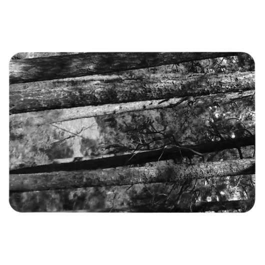 Schwarz-Weiß-Bäume überall Magnet (Horizontal)