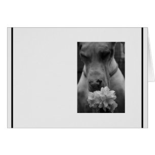 Schwarz-Weiß-Beileid-Beileid