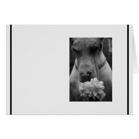 Schwarz-Weiß-Beileid-Beileid (Vorderseite (Horizontal))