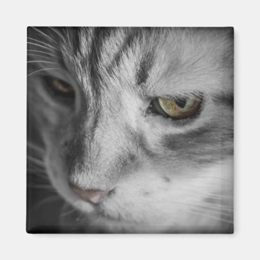Schwarz-Weiß-Bild der Katze Magnet (Vorne)