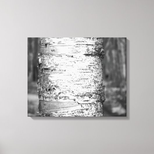 Schwarz & Weiß Birch Tree Trunk Birch Bark 16x20 Leinwanddruck (Vorderseite)