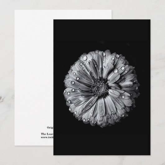 Schwarz-Weiß-Blume 10 (Vorne/Hinten)