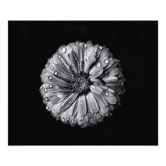 Schwarz-Weiß-Blume 10 Fotodruck (Vorne)