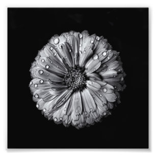 Schwarz-Weiß-Blume 10 Fotodruck