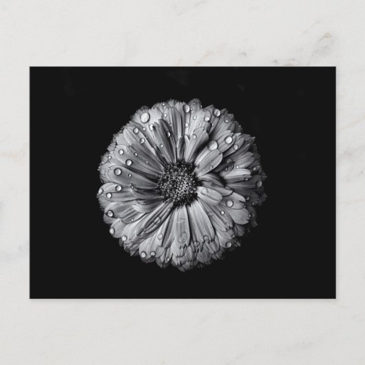 Schwarz-Weiß-Blume 10 Postkarte (Vorderseite)