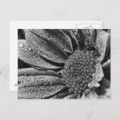 Schwarz-Weiß-Blume mit Morgentau, Postkarte (Vorne/Hinten)