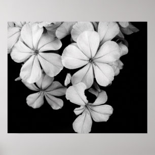 Schwarz-Weiß-Blume nah Poster