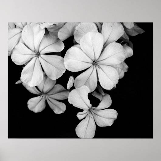 Schwarz-Weiß-Blume nah Poster (Vorne)