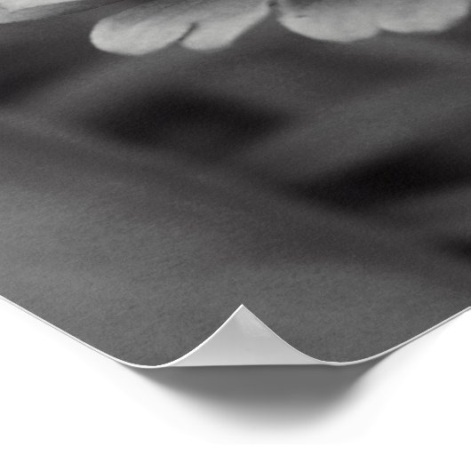 Schwarz-Weiß-Blume Poster (Ecke)