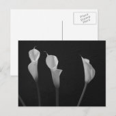 Schwarz-Weiß-Blume Postkarte (Vorne/Hinten)