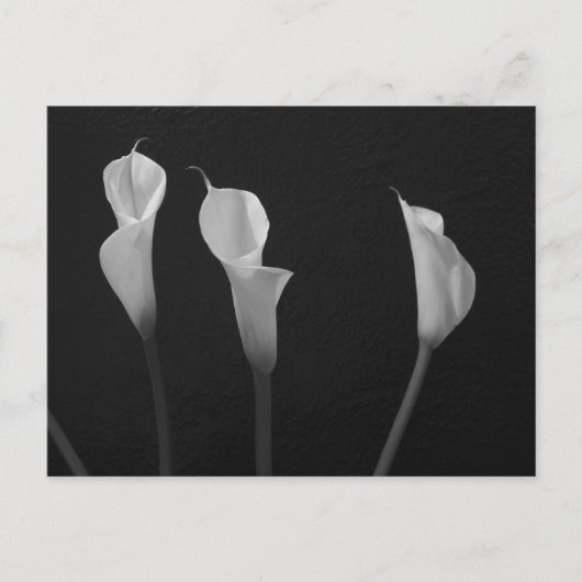 Schwarz-Weiß-Blume Postkarte (Vorderseite)
