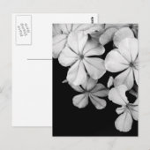 Schwarz-Weiß-Blumen Postkarte (Vorne/Hinten)