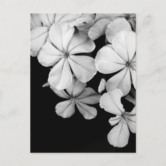 Schwarz-Weiß-Blumen Postkarte (Vorderseite)