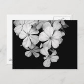 Schwarz-Weiß-Blumen Postkarte (Vorne/Hinten)
