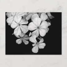 Schwarz-Weiß-Blumen