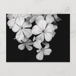Schwarz-Weiß-Blumen Postkarte
